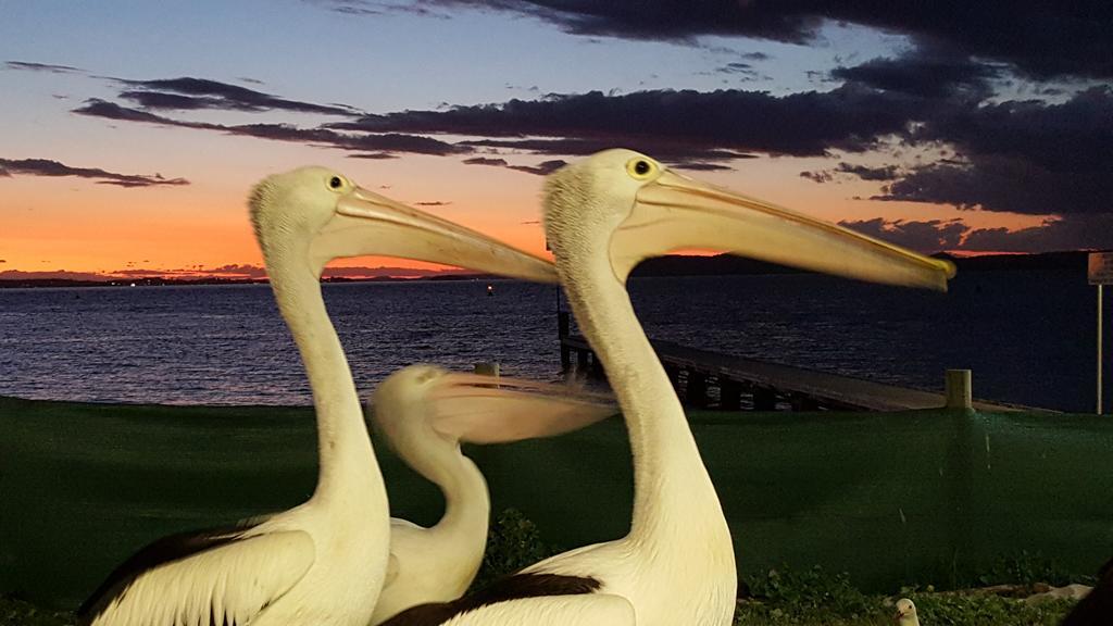 Admiral Nelson Motor Inn Nelson Bay Bagian luar foto